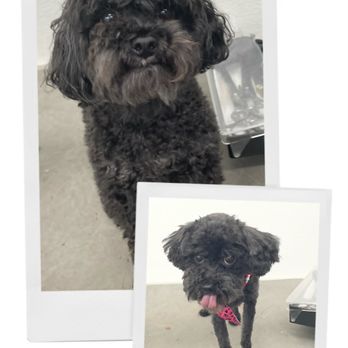 HydroDog - Pet Groomers Near Me HydroDog - Pet Groomers Near Me