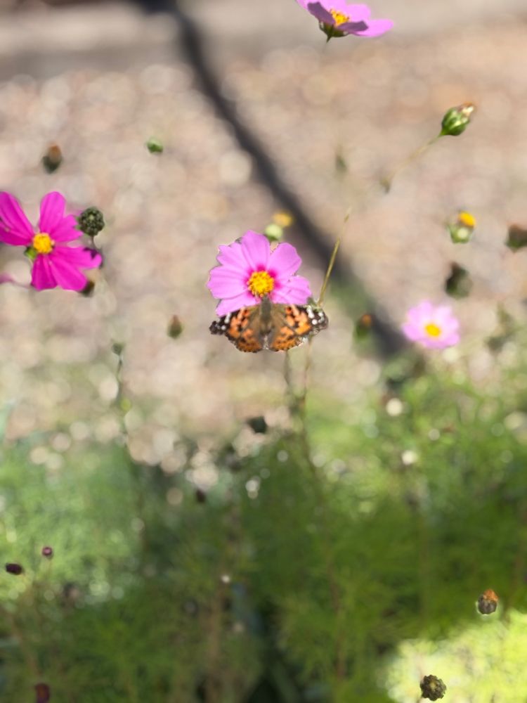 MindFull Montessori - childcare center in Mesa, AZ