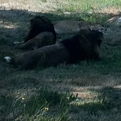 Safari Park
