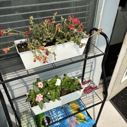 Philips Garden Store - Flowers and soil!
