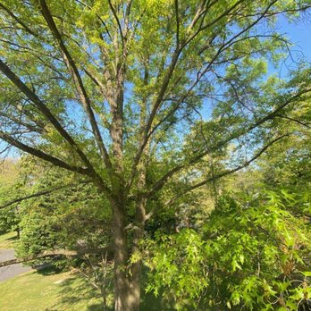 FV Tree Service - Tree Services Near Me - Manassas, Virginia FV Tree Service - Tree Services Near Me - Manassas, Virginia