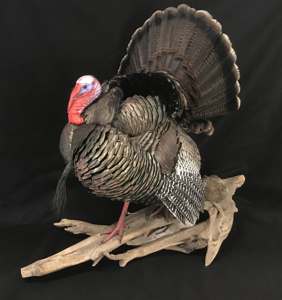 Stehling's Taxidermy - taxidermy in Jefferson, WI