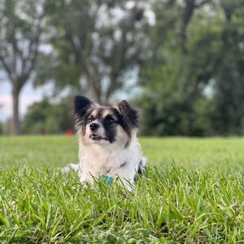 Lafreniere Park - Pacco loves playing around, and i love taking pictures of him! - Parks Near Me - Metairie, Louisiana