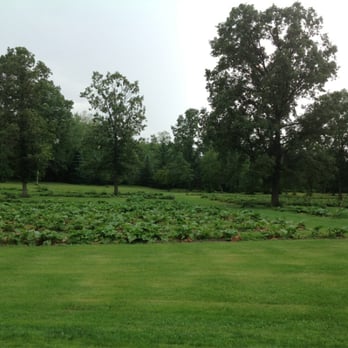 Forestedge Winery - Rhubarb fields - Wine Tasting Room Near Me - Laporte, Minnesota Forestedge Winery - Rhubarb fields - Wine Tasting Room Near Me - Laporte, Minnesota