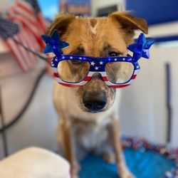 Aloha Positive Dog Training