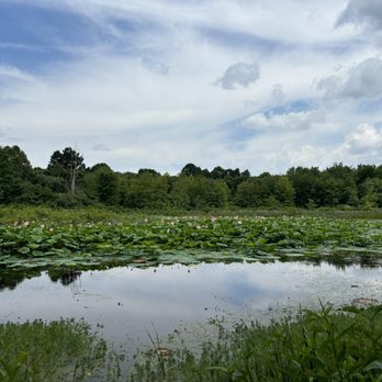 McClintic Wildlife Management - Water Lilly Patch - Landmarks & Historical Buildings Near Me - Point Pleasant, West Virginia McClintic Wildlife Management - Water Lilly Patch - Landmarks & Historical Buildings Near Me - Point Pleasant, West Virginia
