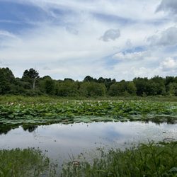 McClintic Wildlife Management - Water Lilly Patch