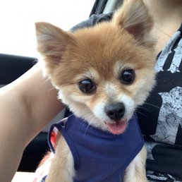 Pebbles with her new haircut, took a quick selfie