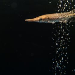 Mississauga Aquarium