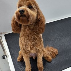 Paw Expressions - This guy just looks so happy!