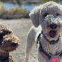 Photo of Dog Dynasty