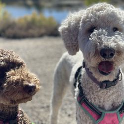Dog Dynasty - Daisy and Poppy LOVE Dog Dynasty!