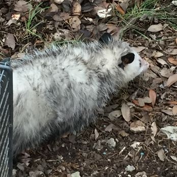 CageyCritter - Wildlife Control Near Me