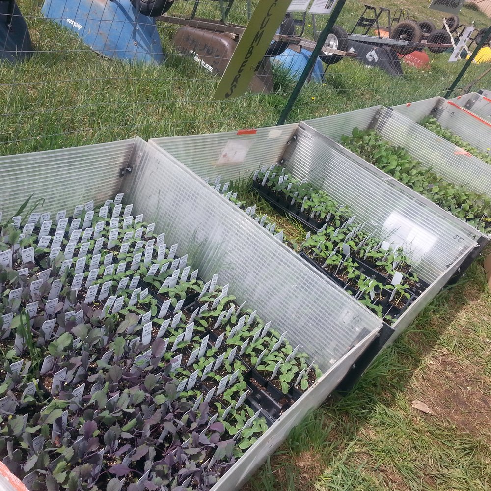 Growing Gardens - Lots of lettuce choices! - Nurseries & Gardening Near Me - Boulder, Colorado Growing Gardens - Lots of lettuce choices! - Nurseries & Gardening Near Me - Boulder, Colorado