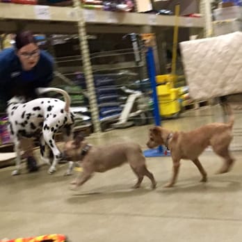 PetSmart - Graduation day for Beginners training class. - Pet Stores Near Me - Evanston, Illinois PetSmart - Graduation day for Beginners training class. - Pet Stores Near Me - Evanston, Illinois