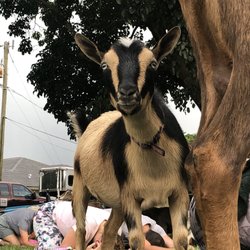 Downward Goat