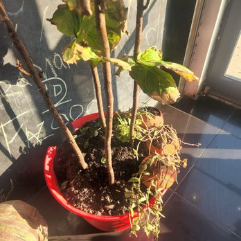 Triple Double - a plant in a red pot - Juice Bars & Smoothies Near Me - East Orange, New Jersey