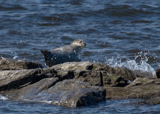 Sandy Hook – Gateway National Recreation Area by null