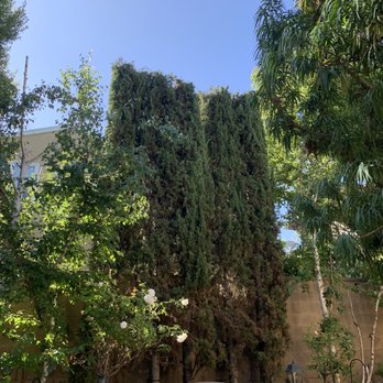Environmental Green Tree Care - Cypress trees. These were 20 feet tall before trimmed. - Tree Services Near Me Environmental Green Tree Care - Cypress trees. These were 20 feet tall before trimmed. - Tree Services Near Me