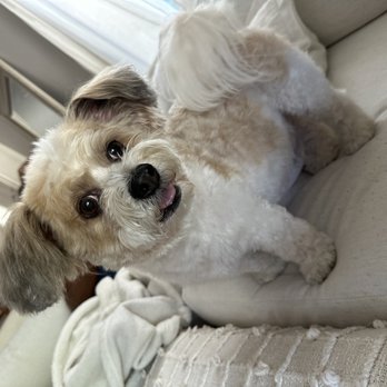 We Love Paws - After! - Pet Groomers Near Me - Sacramento, California