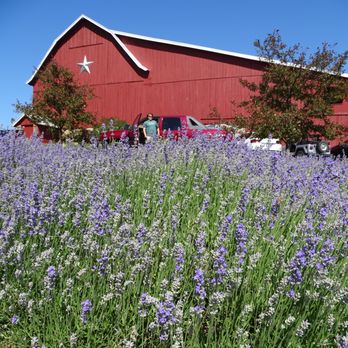 Lavender Hill Farm - Venues & Event Spaces Near Me - Boyne City, Michigan Lavender Hill Farm - Venues & Event Spaces Near Me - Boyne City, Michigan