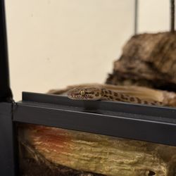 The Bio Dude - Female Children's Python