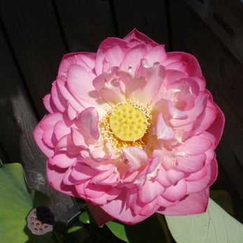 Rainbow Pond Fish - Double Rose Lotus - Local Fish Stores Near Me