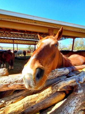 Tanque Verde Ranch by null