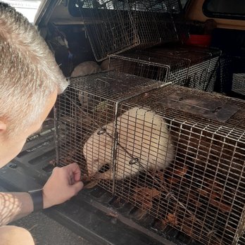 Apex Wildlife Control - Albino Opossum - Pest Control Near Me - Bartlett, Tennessee