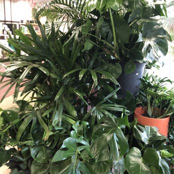 PlantShed - Large indoor plants - Florists Near Me - New York, New York PlantShed - Large indoor plants - Florists Near Me - New York, New York