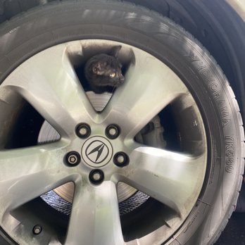 Blairs Towing - Cat - Towing Near Me - Lake Forest, California