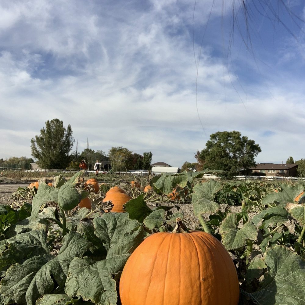 Mabey’s Pumpkin Patch - Pumpkin Patches Near Me - South Jordan, Utah Mabey’s Pumpkin Patch - Pumpkin Patches Near Me - South Jordan, Utah