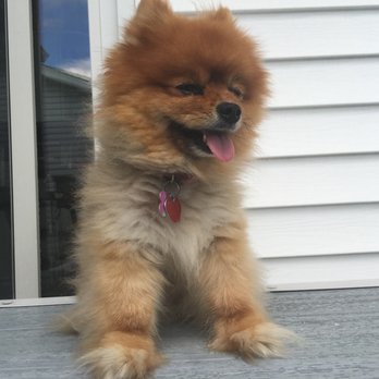 Shake A Paw - Pet Stores Near Me - Lynbrook, New York
