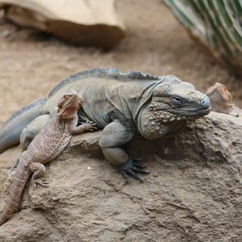 Indianapolis Zoo - Reptiles - Zoos Near Me - Indianapolis, Indiana Indianapolis Zoo - Reptiles - Zoos Near Me - Indianapolis, Indiana