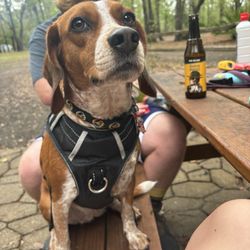 Okefenokee Pastimes Cabins and Campground - Our dog happy at the bench in front of cabins with fire pit