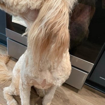 Puppy Cut Grooming - Pet Groomers Near Me - North Highlands, California Puppy Cut Grooming - Pet Groomers Near Me - North Highlands, California