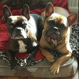 Joey and Buddha Wisely LOVES all the lovely ladies at SW Veterinary Hospital! Especially Dr. Martini, Stephanie and Nicole!! Joey and Buddha Wisely LOVES all the lovely ladies at SW Veterinary Hospital! Especially Dr. Martini, Stephanie and Nicole!!