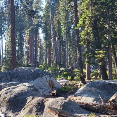 Tharp's Log by null