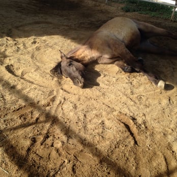 Stepp Stables - Horseback Riding Near Me - Oceanside, California