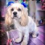 Photo of Posh Paws Pet Grooming