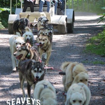 Seavey's IdidaRide Dog Sled Tours - After the ride, a photo is emailed to you - Tours Near Me - Seward, Alaska Seavey's IdidaRide Dog Sled Tours - After the ride, a photo is emailed to you - Tours Near Me - Seward, Alaska