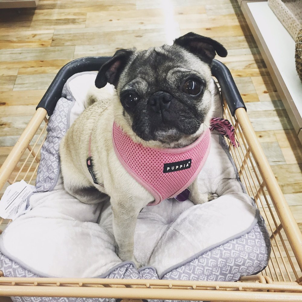 HomeGoods - Pug friendly! - Home Decor Near Me - Chicago, Illinois HomeGoods - Pug friendly! - Home Decor Near Me - Chicago, Illinois