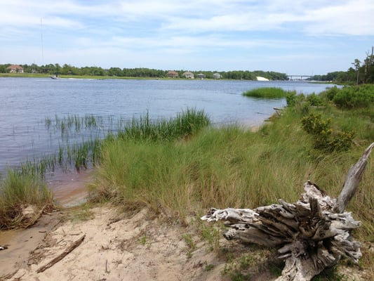 Carolina Beach State Park by null