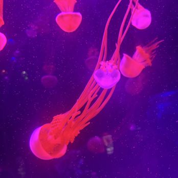 Jellyfish Museum - Museums Near Me - Pompano Beach, Florida Jellyfish Museum - Museums Near Me - Pompano Beach, Florida