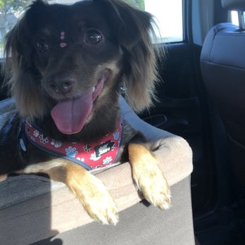 Pawsitively Groomed Pet Salon - Pet Groomers Near Me - Burlingame, California Pawsitively Groomed Pet Salon - Pet Groomers Near Me - Burlingame, California