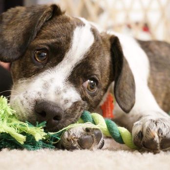 Tiny N Tall Rescue - Benji, 4 month old chihuahua/blue heeled mix - Pet Adoption Near Me Tiny N Tall Rescue - Benji, 4 month old chihuahua/blue heeled mix - Pet Adoption Near Me