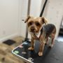 Photo of Luna's Paw's Grooming