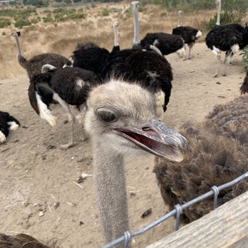 Ostrichland USA - Attraction Farms Near Me - Solvang, California