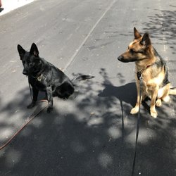 Indy K-9 - Private Lesson w/Brunhilde