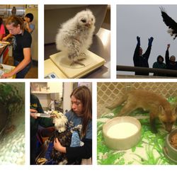Treehouse Wildlife Center